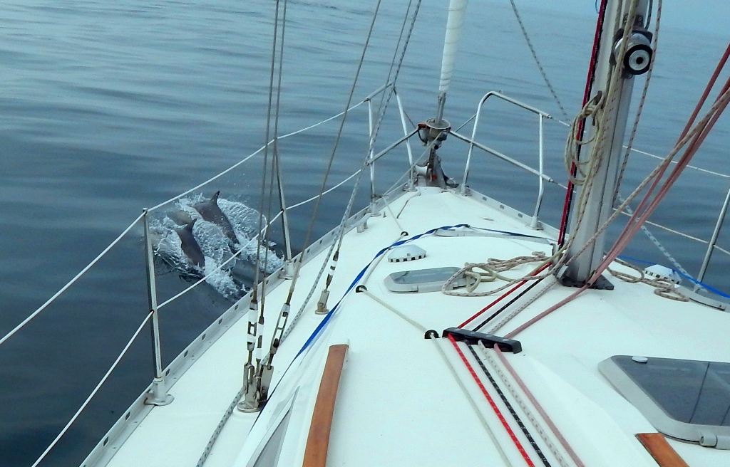 dolphins on bow